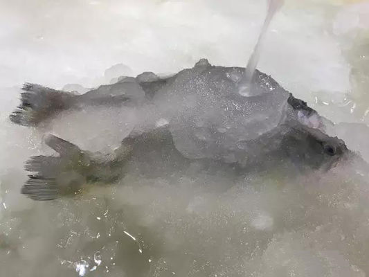 Машина льда машины льда Slurry 3T/24H делая для морепродуктов